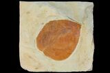 Fossil Leaf (Davidia) - Montana #120842-1